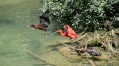 Ibis-3-