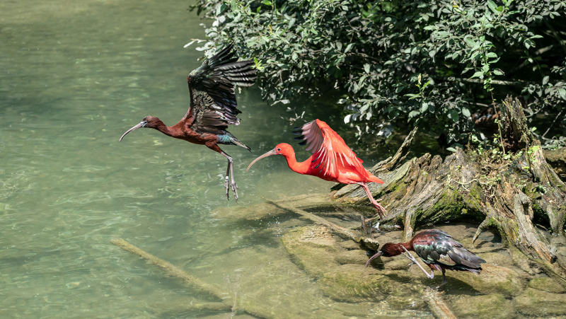 Ibis-3-