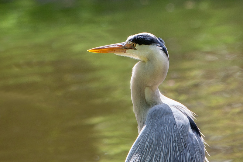 1_MG_8094-
