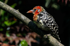 DSC00930-a-