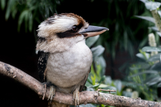 DSC01275-a-
