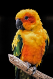 DSC01295-a-