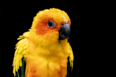 DSC01315-a-