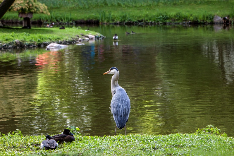 MG_8090-